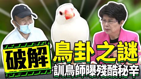 文鳥算命|破解鳥卦之謎 訓鳥師曝殘酷秘辛